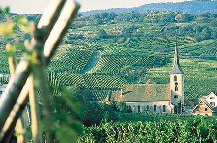 Alsace Vineyard With Church
